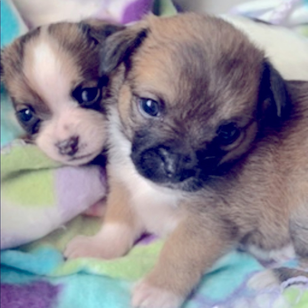 Meet your Posher, Mayela yazmin